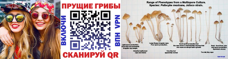 Галлюциногенные грибы Psilocybine cubensis  Торжок 